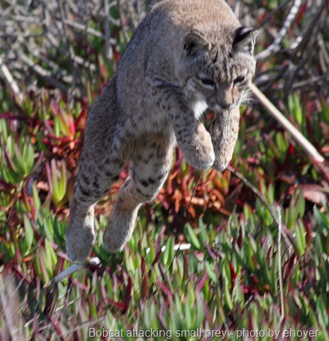 [bobcat attack[13].jpg]