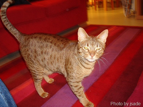[ocicat[6].jpg]