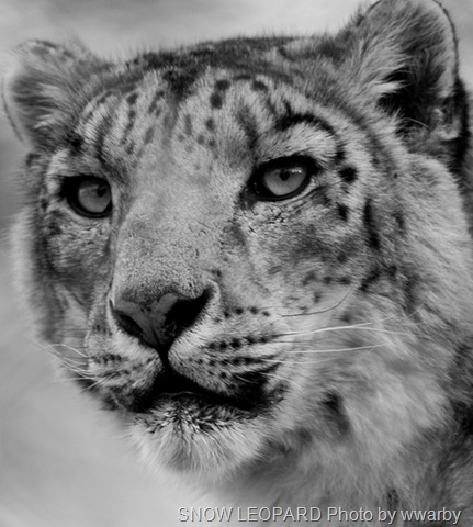 [snowleopard14.jpg]