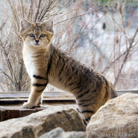 [sand cat at zoo[9].jpg]