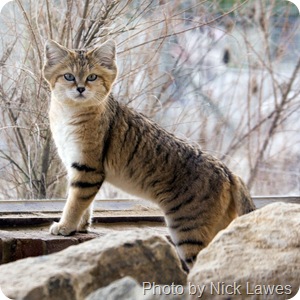 sand cat at zoo