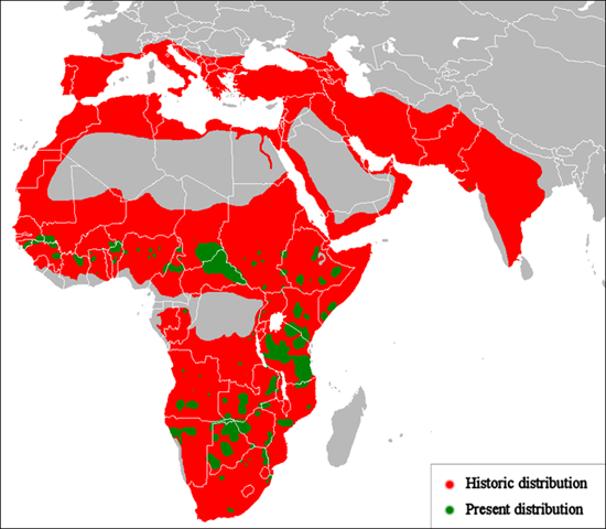 [lion distribution historic[6].png]