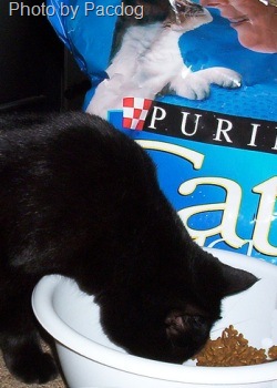 [purina cat food[14].jpg]