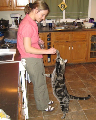 Abner a large moggie cat