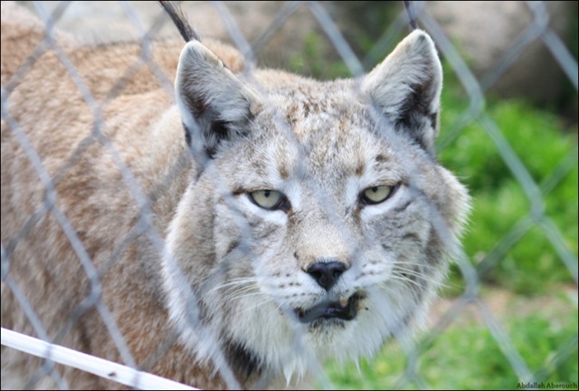 [iberian lynx 1[4].jpg]