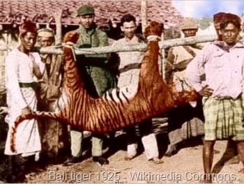 [balinesetiger192520.jpg]