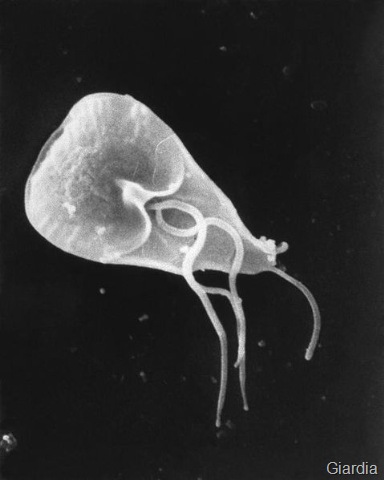[Giardia[11].jpg]
