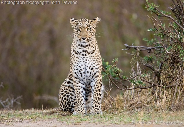 [leopardpicture115.jpg]