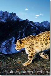 snow leopard in the sun against a cold mountainous background