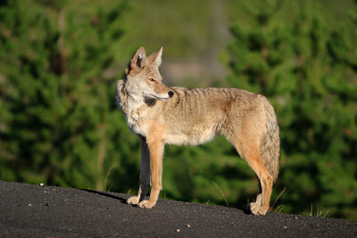 Coyote on rocks in the sun