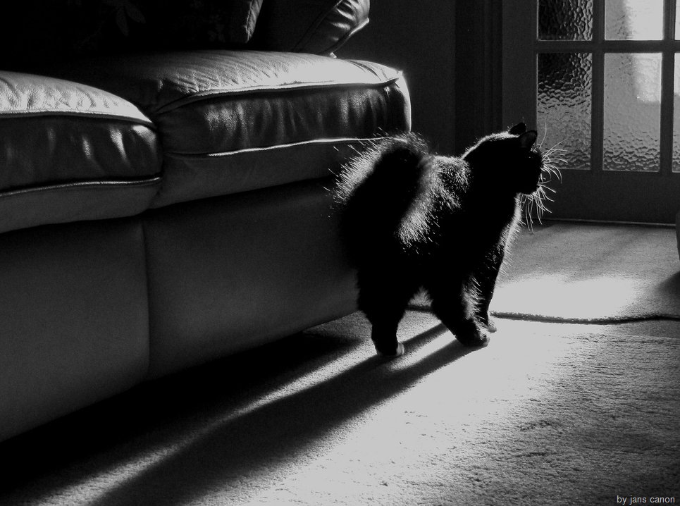 [blackcatwallpaper36.jpg]