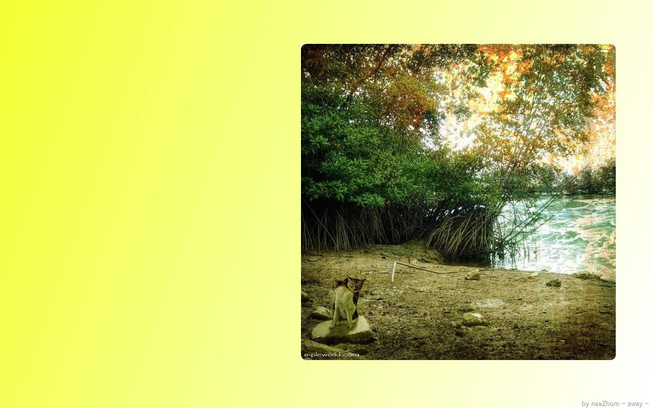 [ordinary cat wallpaper 5[6].jpg]