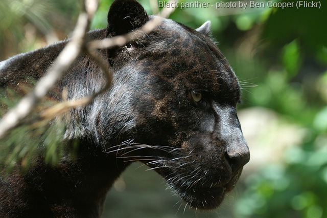 [black jaguar 1[13].jpg]