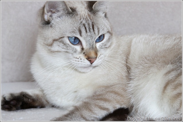 [ColorPointLynxAppleheadSiamesecat[5].jpg]