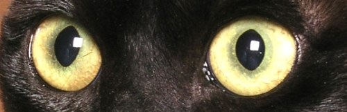 [orange-yellow-cat-eyes[2].jpg]