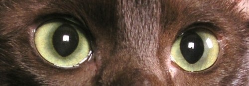 [yellow-hazel-cat-eyes[2].jpg]