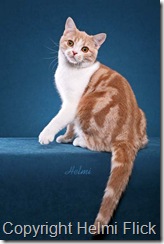 American Shorthair cat Champ beauty shot American Shorthair cat Champ beauty shot