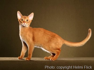 [abyssinian-cat-eBook[8].jpg]