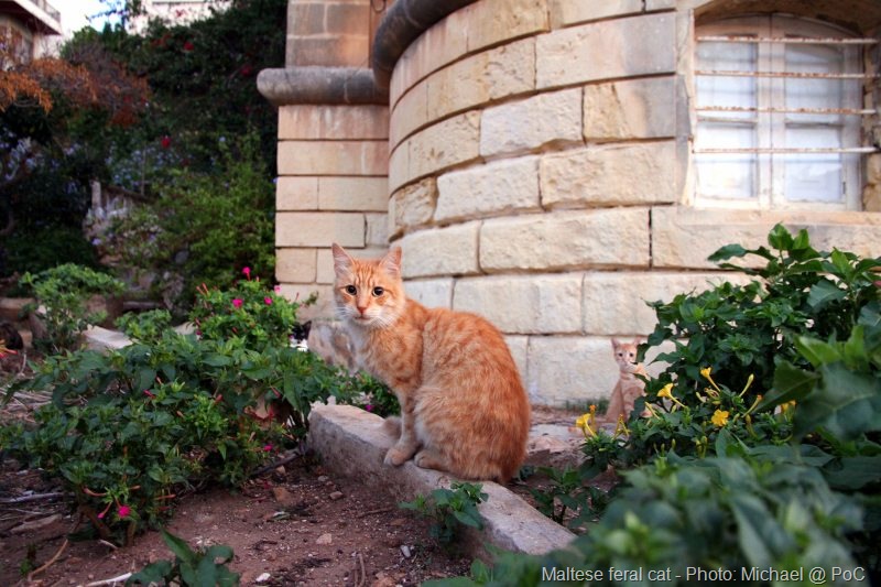 [feral-cat-malta-L[15].jpg]