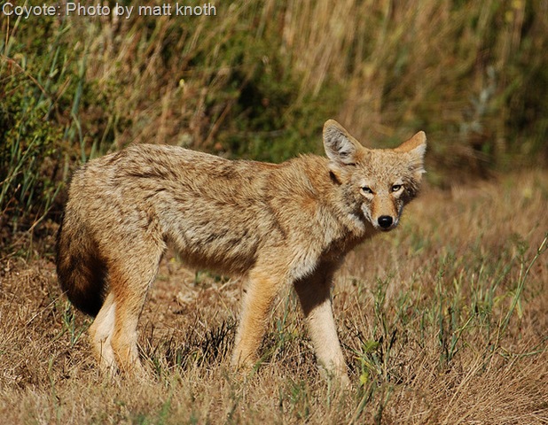 [coyote[12].jpg]