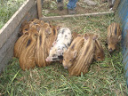 PA210270.JPG