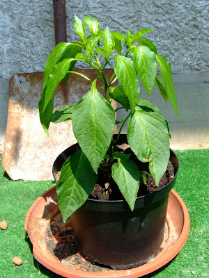 DSCF2108.JPG