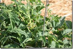 tomato blooms