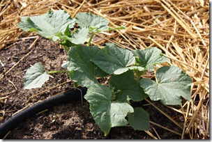 Amish Muskmelon