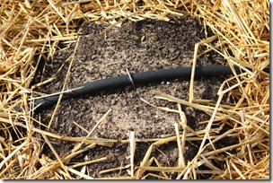 no germination no germination