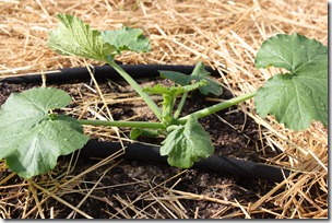 black beauty zucchini squash