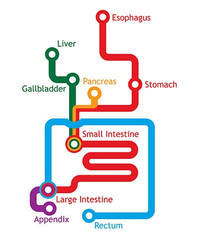 [digestive system map[3].jpg]