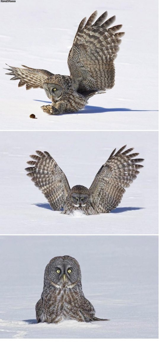 [sad owl[2].jpg]