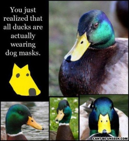duck have dog masks