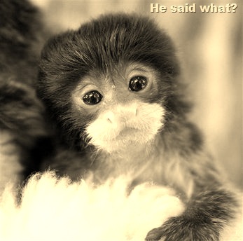 [cute-monkey[14].jpg]