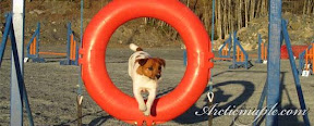 Regine Agility