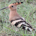 Hoopoe