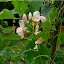 Beans 'Sunset Runner' Seeds