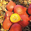 Winter Squash 'Potimarron' Seeds