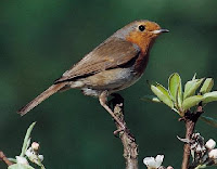 Roodborst_Erithacus-rubecula.jpg