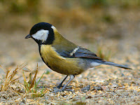 Koolmees_Parus-major.jpg