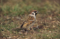 Ringmus_Passer-montanus.jpg