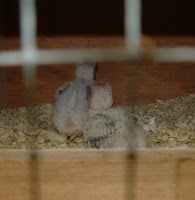 DSCF0029.JPG