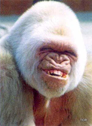 http://lh4.ggpht.com/_LynIWXzyFOQ/S29gnJ98RtI/AAAAAAAAB2Y/OUuLCMkbmos/ugly-white-ape.jpg