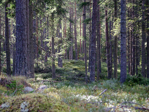 Norwegian Woods