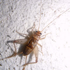 Cricket