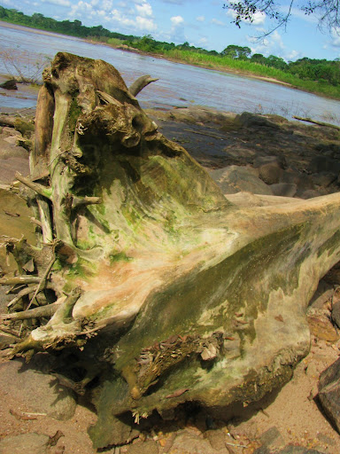Cachoeira de Teot�nio - Porto Velho, Rond�nia. Na �poca de cheia, troncos pesados s�o levados pela for�a do Madeira