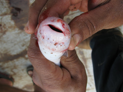 Candiru, pescado � beira do rio Madeira