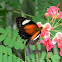 Red Lacewing