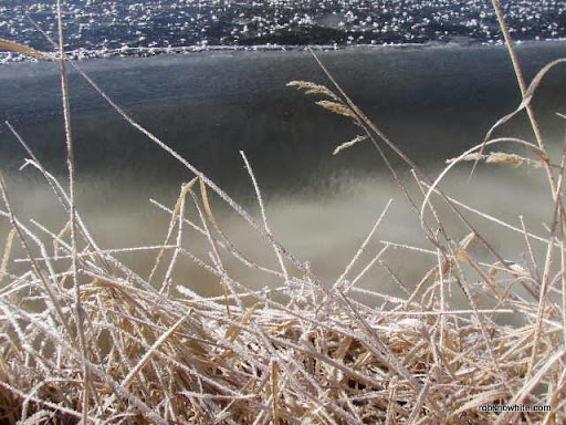 frozen