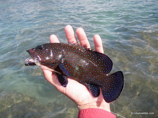 unidentified reef fish, oahu
